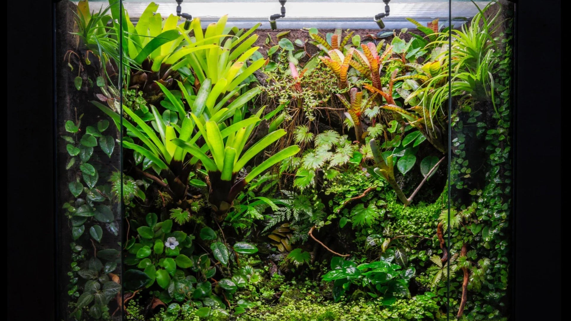 2025 Paludarium Design: A Step-by-Step Guide to Crafting Your Own Miniature Ecosystem