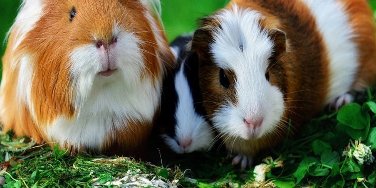 Small Animal Supplies