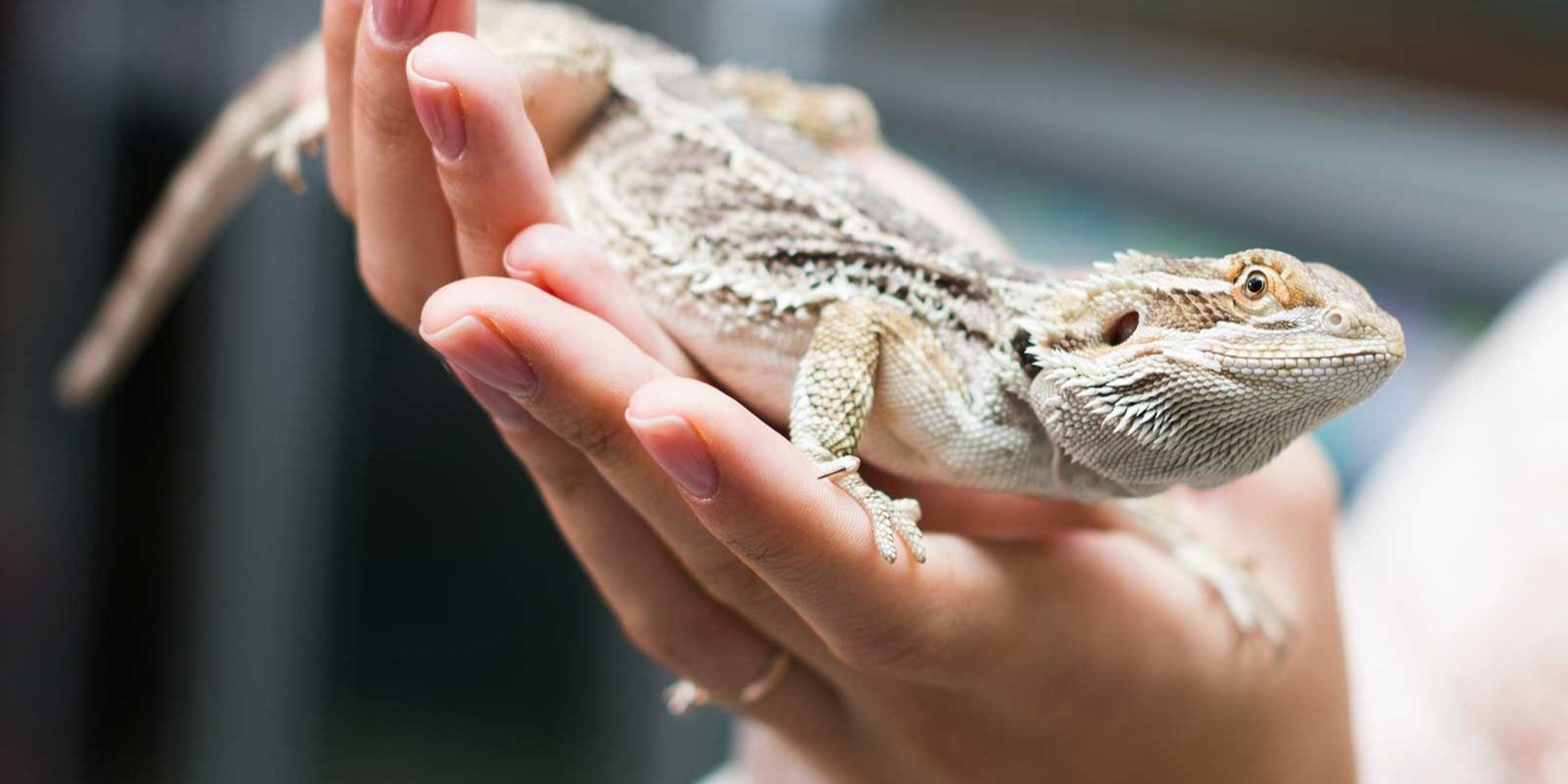 Reptile Supplies