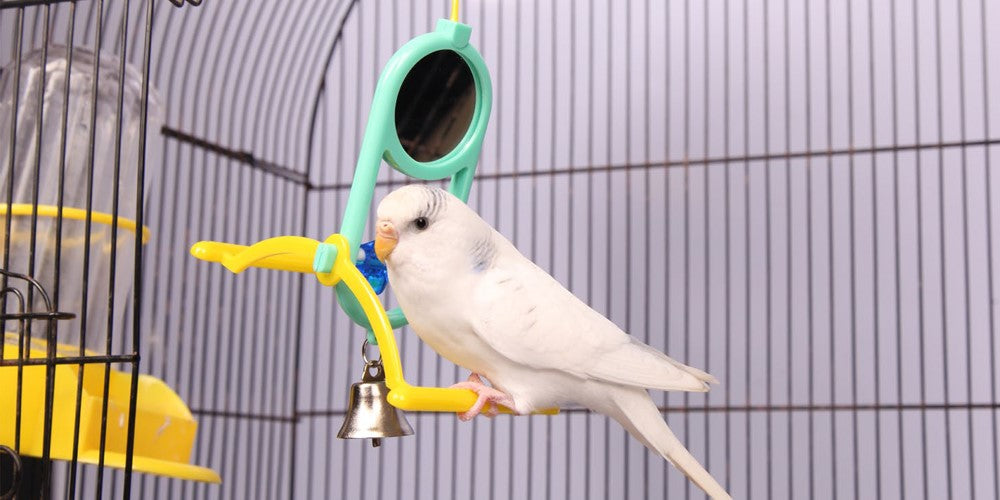 Bird Supplies