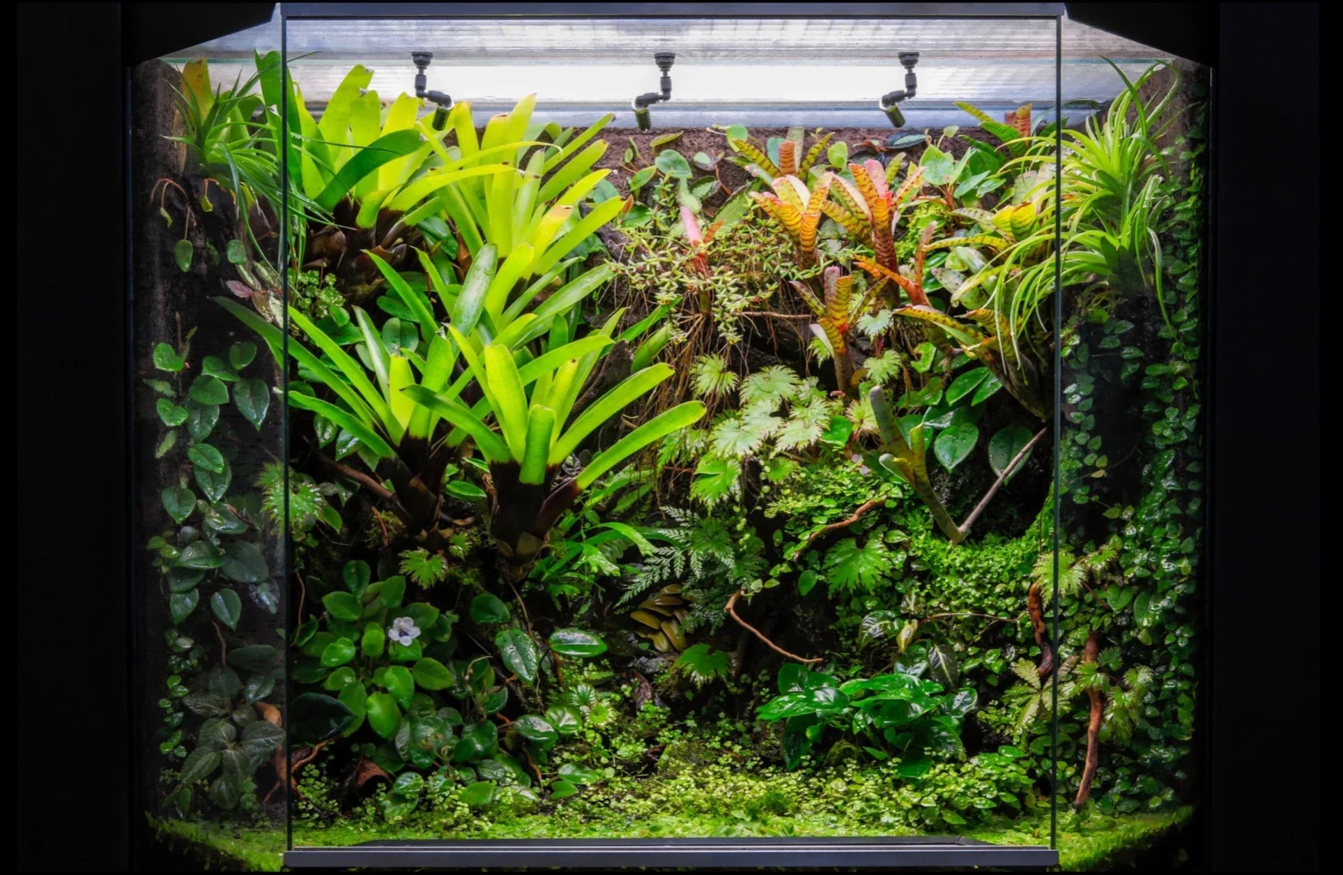 2025 Paludarium Design: A Step-by-Step Guide to Crafting Your Own Miniature Ecosystem
