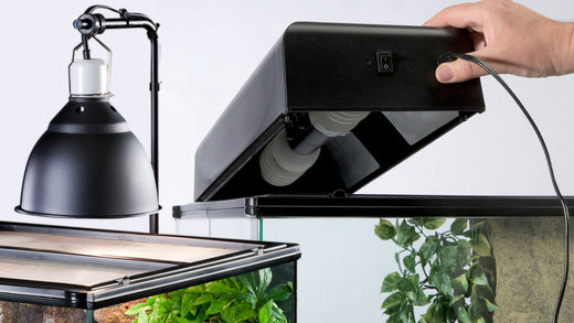 Reptile Lighting | Offer The Proper UV Light For Your Reptile – Nature ...
