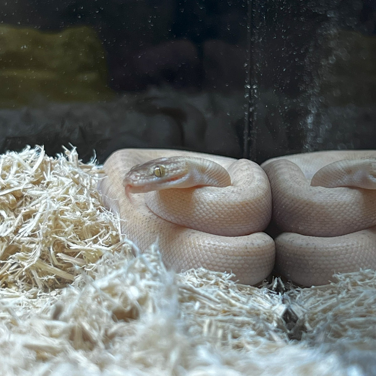 childrens pythons available Images High Quality Grahic Children’s Pythons for Sale | Captive-Bred Australian Snakes – Nature ...