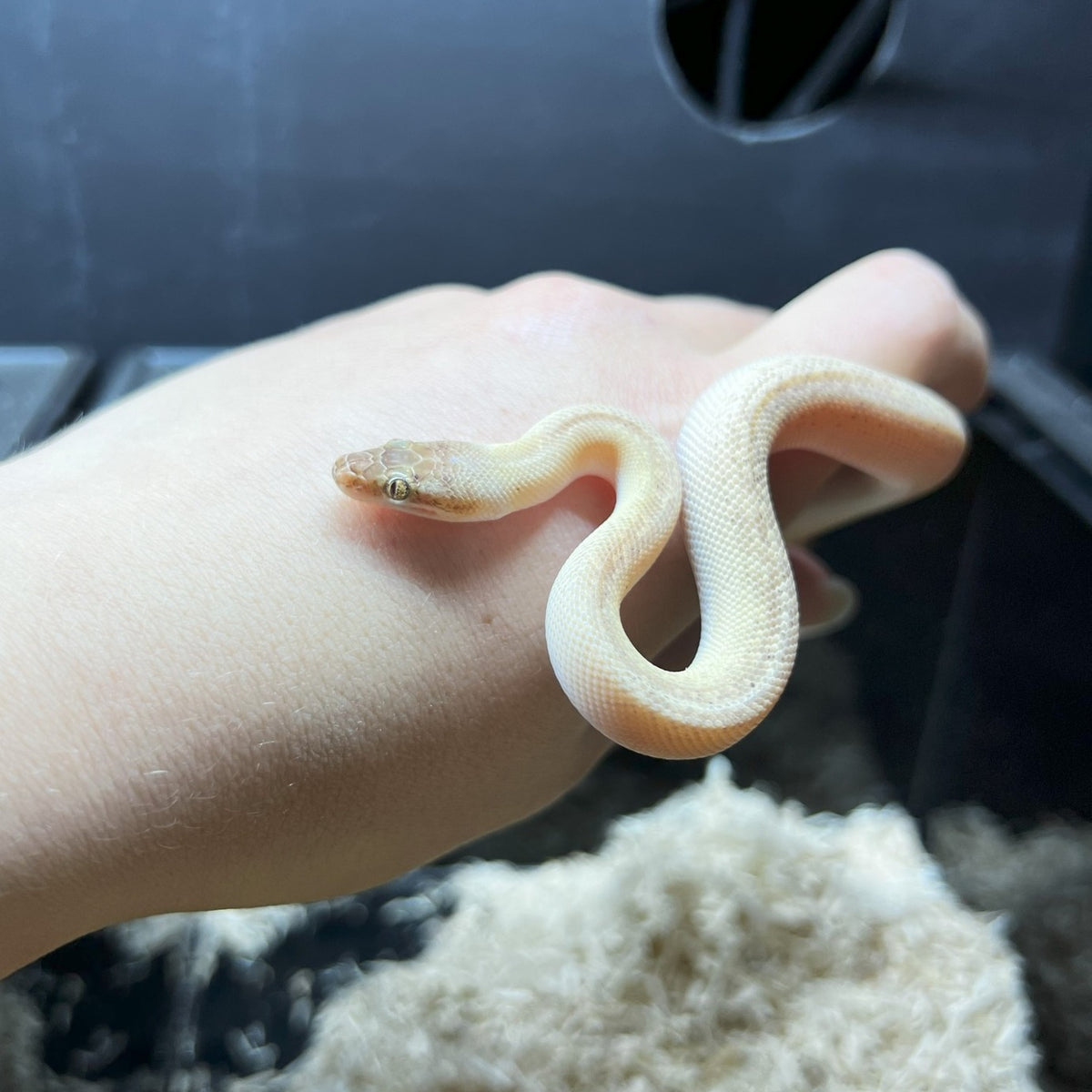 childrens pythons available Images High Quality Grahic Children’s Pythons for Sale | Captive-Bred Australian Snakes – Nature ...