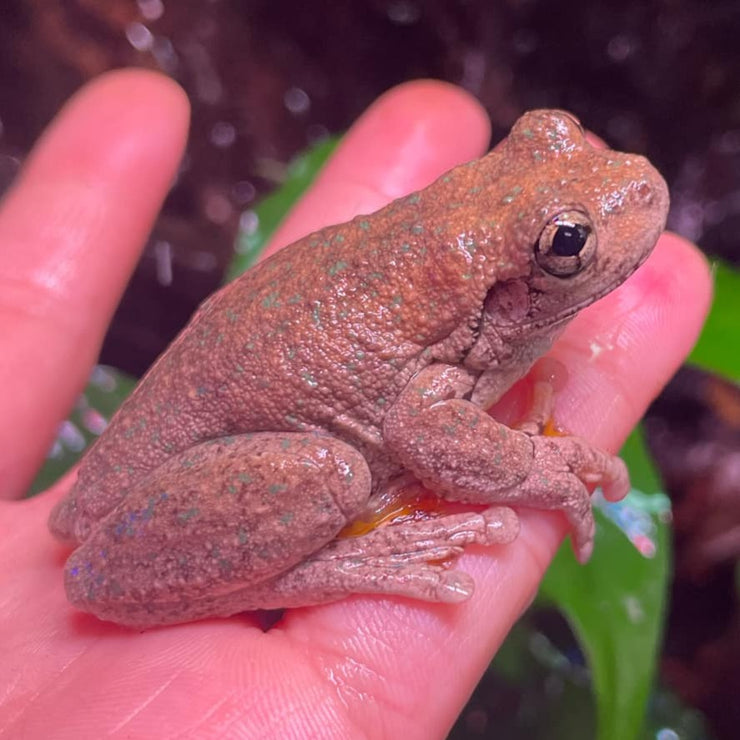 Live Frogs | Australian Native – Nature Pets & Aquariums