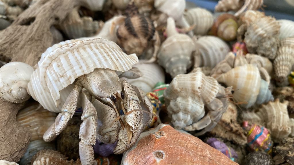 Purchase Insects Live Pet Insects for Sale | Hermit Crabs, Beetles, Stick Insects & More ...