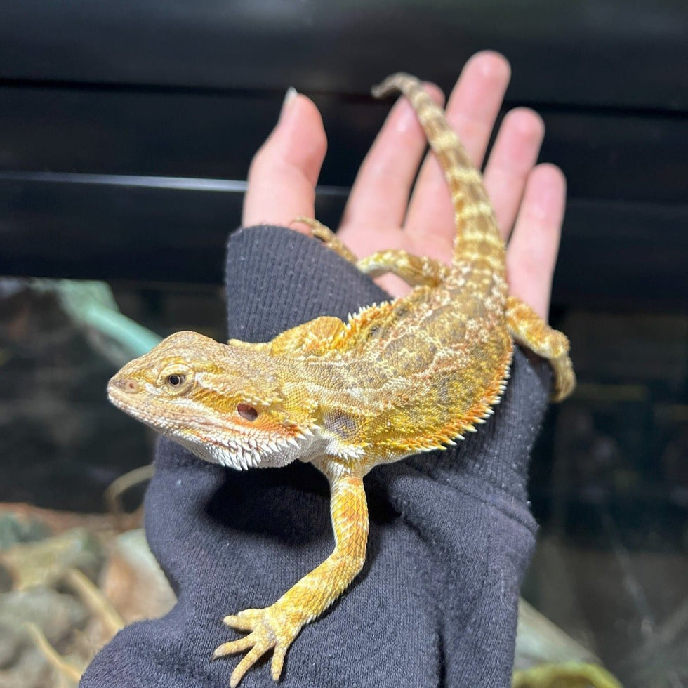 Bearded Americans Buy Live Bearded Dragons | Popular & Hardy Pet Reptiles – Nature Pets ...