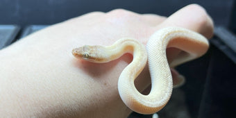 Children's Python Care Guide | Checklist – Nature Pets & Aquariums