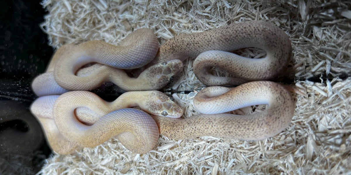 Pet Mini Python Children's Python Care Guide | Checklist – Nature Pets & Aquariums