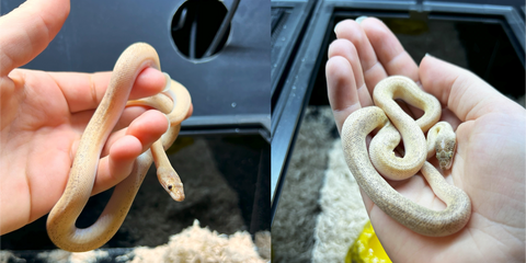 2 Year Old Python Children's Python Care Guide | Checklist – Nature Pets & Aquariums
