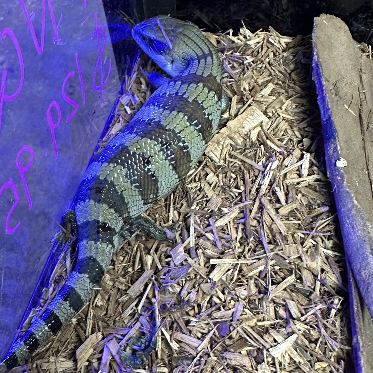 FNQ Eastern Possible Het Reduce Pattern Axanthic Blue Tongue Skink (Ju ...
