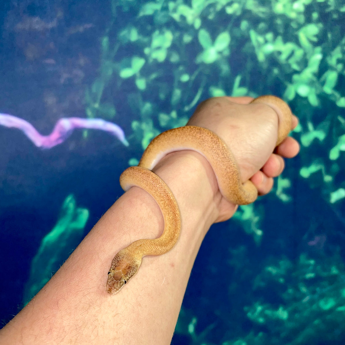 Marble Poss Het T+ Children's Python (Juvenile) 14-18cm – Nature Pets ...