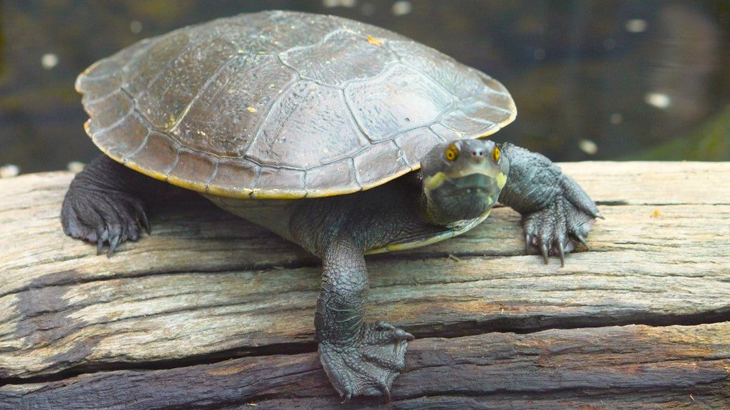 How to care for your pet turtle. Short Neck Murray Turtle Care Guide ...