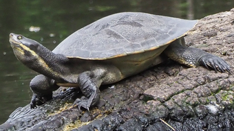 Picture Idea: How To Care For Your Pet Turtle Short Neck Murray