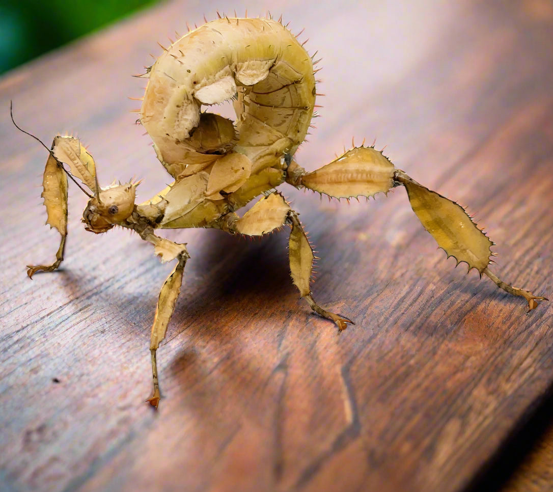 Spiny Leaf Insect  with leaf-like camouflage on a table