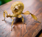 Spiny Leaf Insect  with leaf-like camouflage on a table