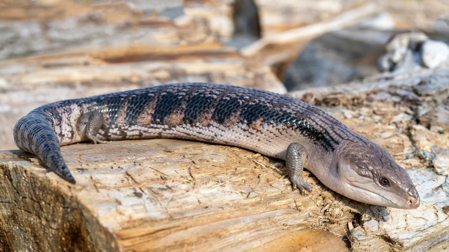 Blue Tongue Lizard Care Guide A complete habitat checklist. Nature Pets Aquariums
