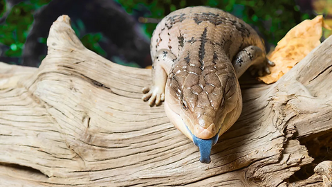 Blue Tongue Lizard Care Guide | A complete habitat checklist. – Nature ...